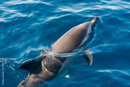 Valokuvatapetti dolphin