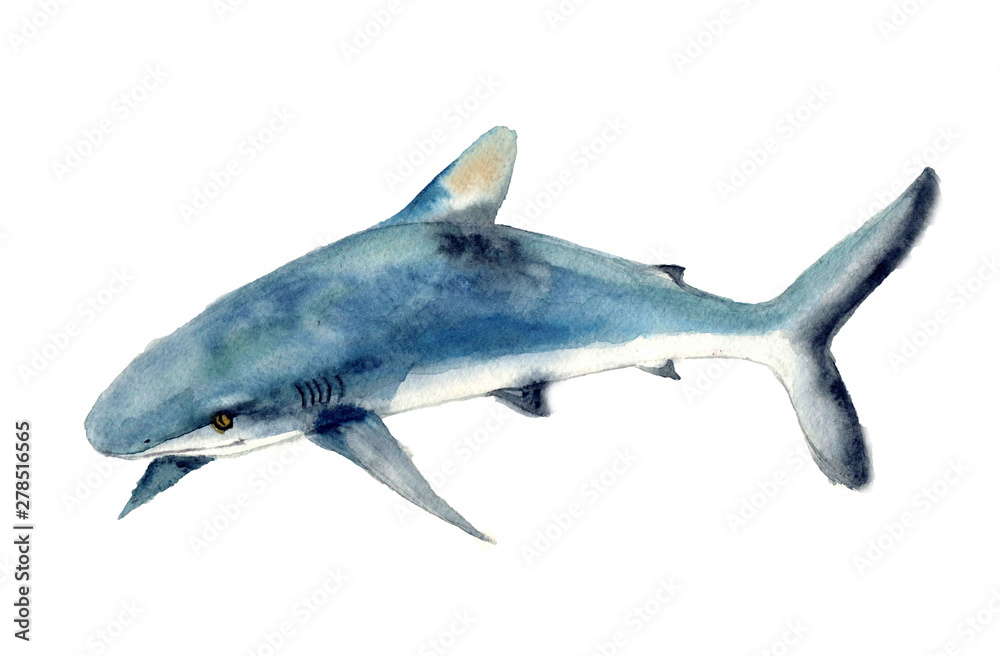 Naklejka premium Watercolor dangerous shark. Hand-painted realistic underwater animal art. Humpback, blue, killer, cachalot, bowhead, beluga, for design, print, sticker or background postcard. Shark illustartion