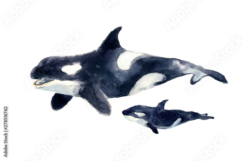 Watercolor killer whale with baby. Illustration isolated on white background for design print or background. cosmic texture with glowing stars.
