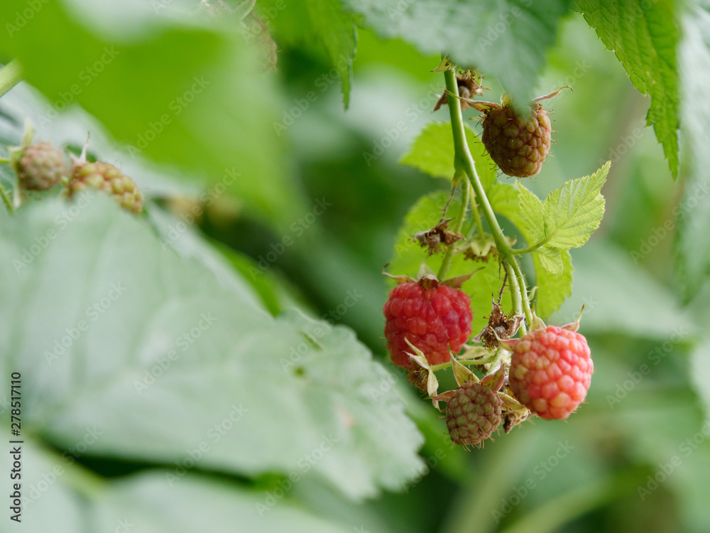 unripe fruits of raspberry ordinary on a garden bed unripe fruits of raspberry ordinary on a garden bed