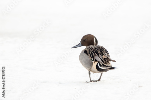 The pintail or northern pintail (Anas acuta) is a duck with wide geographic distribution that breeds in the northern areas of Europe, Asia and North America.