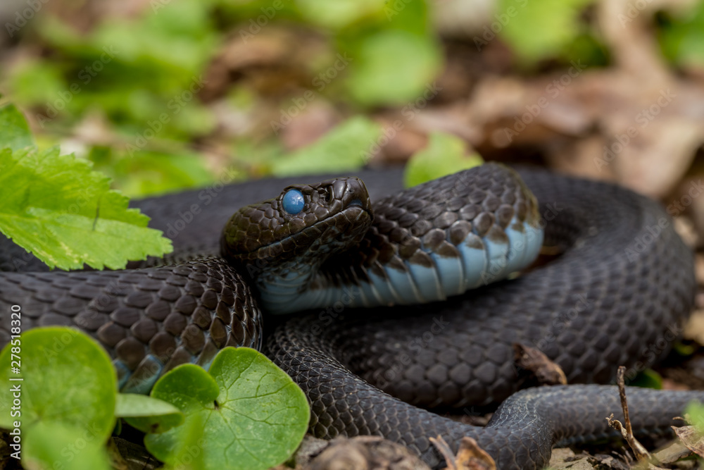 Obraz premium Vipera berus