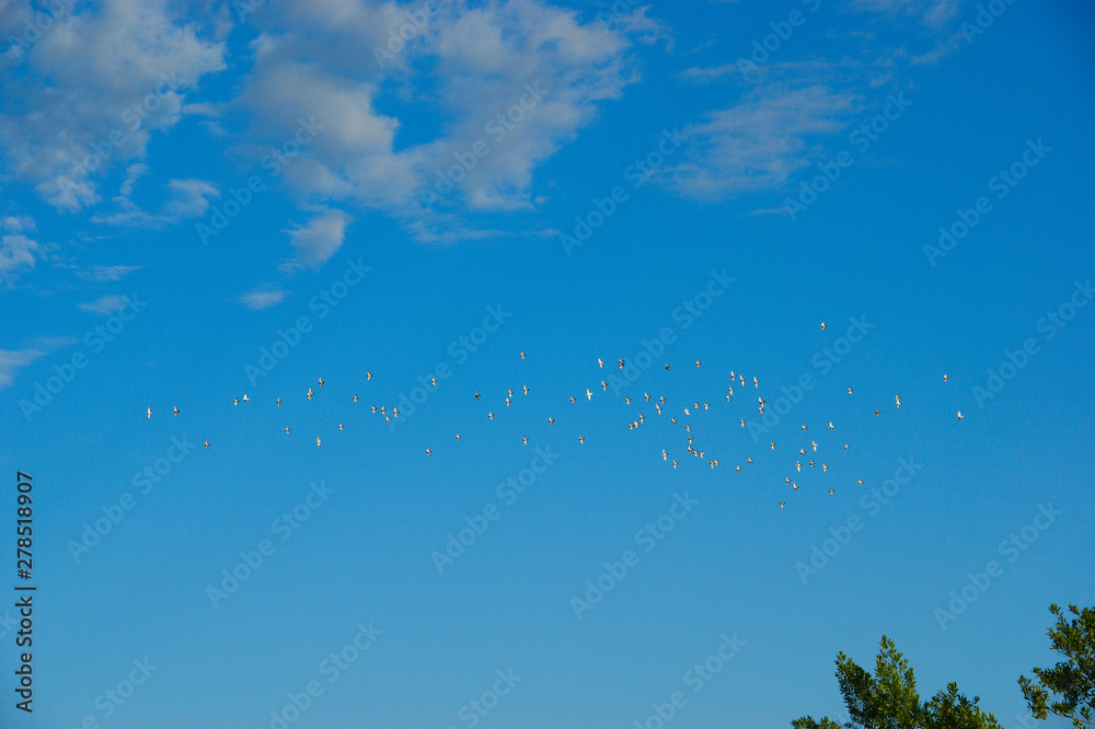 birds in the sky. pigeons in the blue sky with white clouds