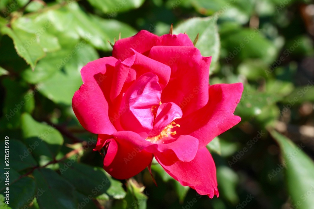 A close view of the bright red flower in the garden. A close view of the bright red flower in the garden.