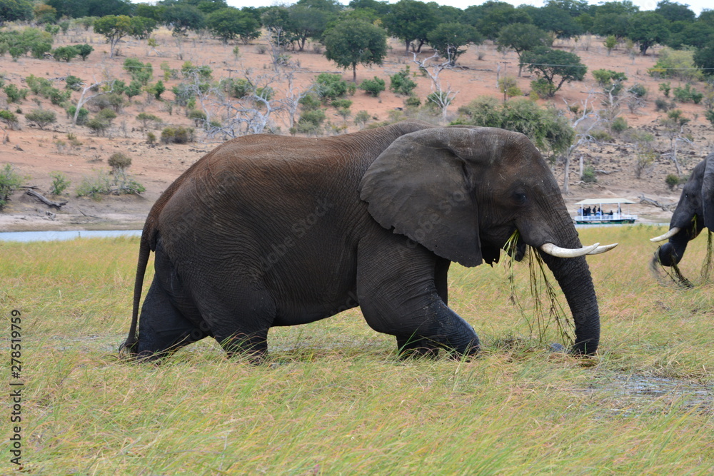 Fototapeta premium BOTSUANA(Safari, rio Zambeze,animales)