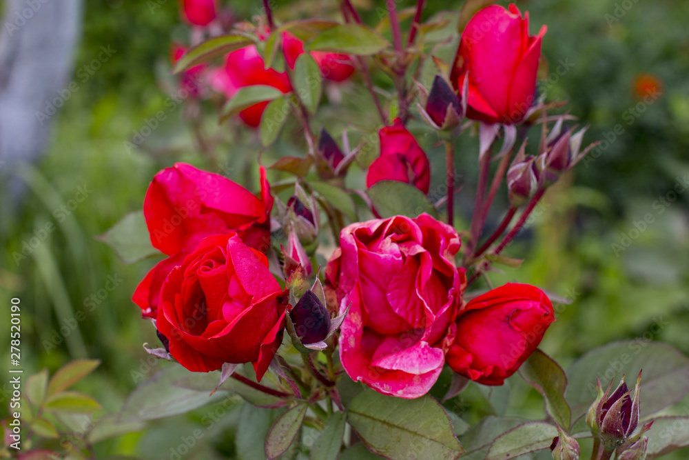 Garden shrub red rose. Garden roses. Garden shrub red rose. Garden roses.