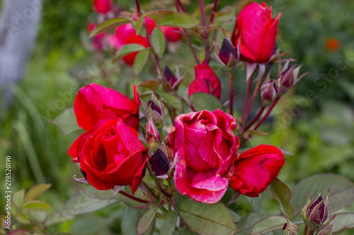 Garden shrub red rose. Garden roses.