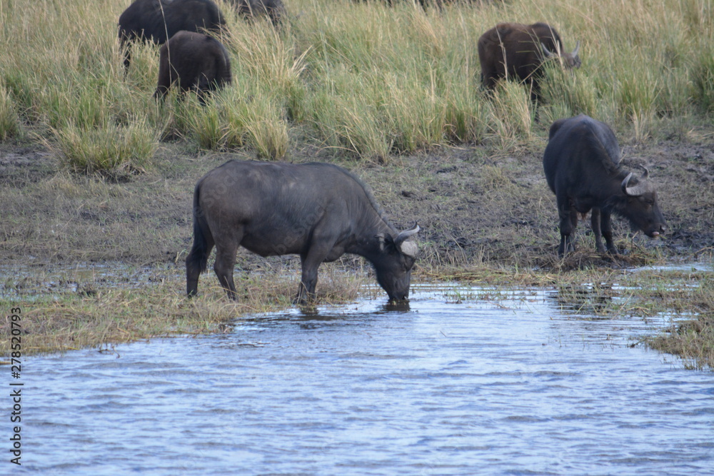 BOTSUANA(Safari, rio Zambeze,animales) BOTSUANA(Safari, rio Zambeze,animales)