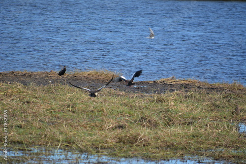 BOTSUANA(Safari, rio Zambeze,animales) photo