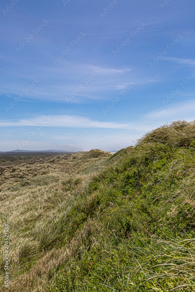 Marram grass covered sand dunes along the Oregon coast, with a blue sky overhead