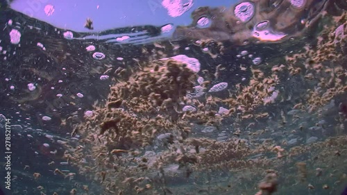 Bloom of blue-green algae Nodularia spumigena: Clusters of algae on the surface of the sea, bottom view. photo