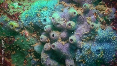 Blue and purple sponges on a rock. photo