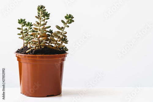 various cactus and succulent plants in pots