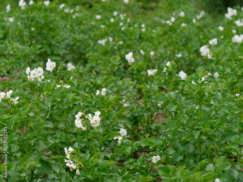 flowering potatoes in the green fields of the village