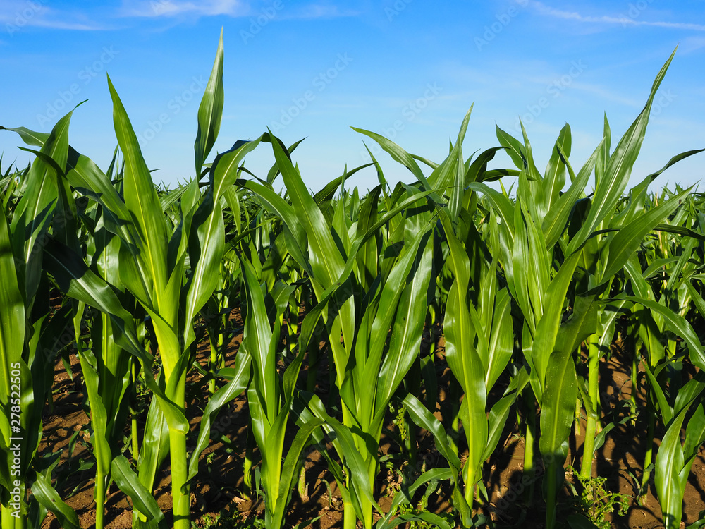 growing up corn field in summer