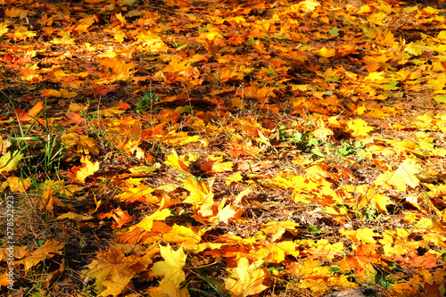 Autumn leaves on the ground. Maple, yellow foliage. Outdoor. Golden fallen landscape.