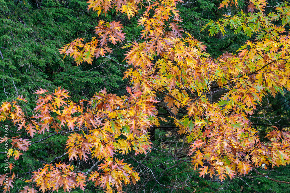 Autumn leaves in forest
