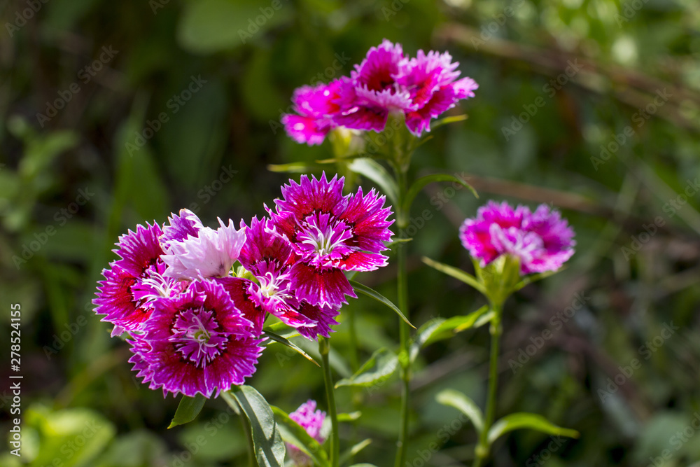 Garden shrub pink carnation. Garden carnations.