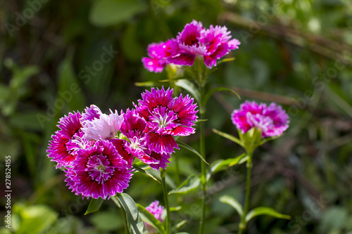 Garden shrub pink carnation. Garden carnations.