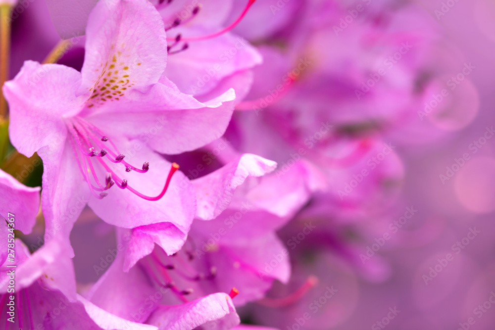Pink Azaleas flowers isolated on green background. Pink Azaleas flowers isolated on green background.