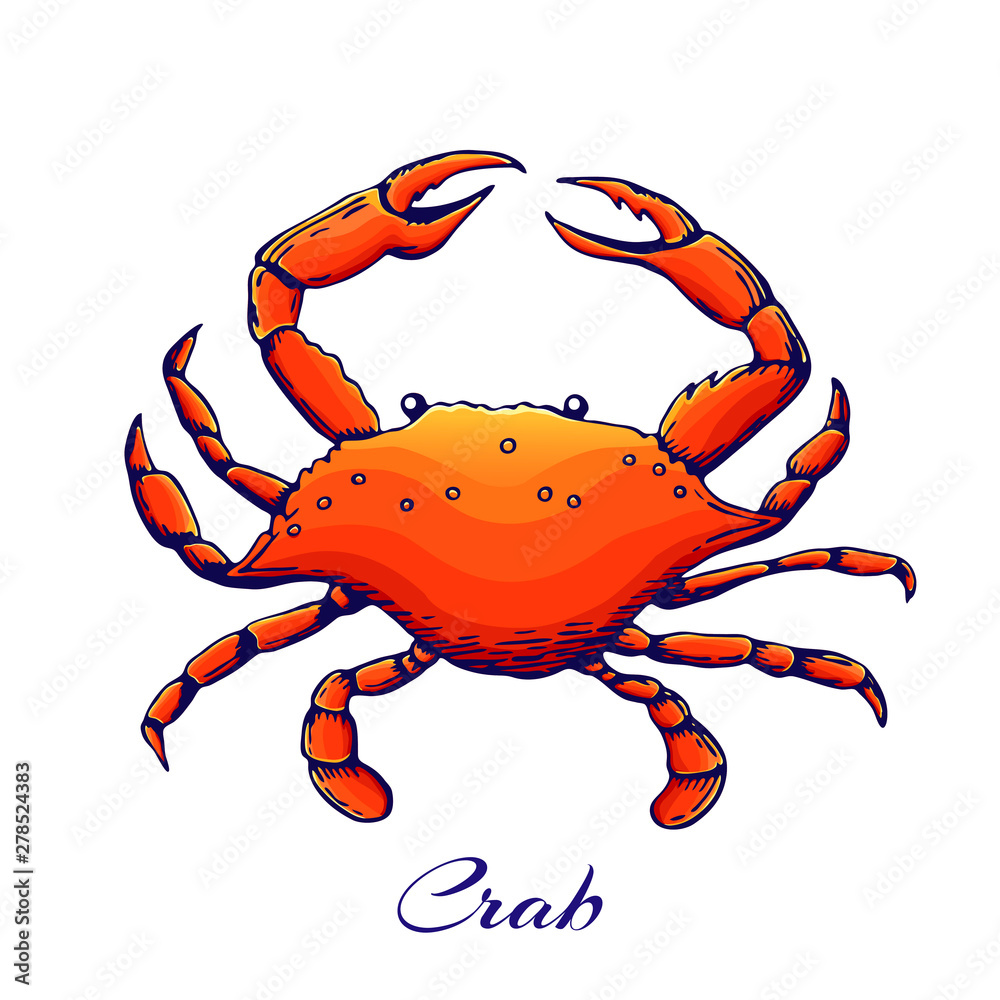 Obraz blue crab .red sea animal with claws. engraved colored crab in vintage style. outline illustration, hand drawn boiled crab. Hand drawn colored seafood illustration. seafood design element
