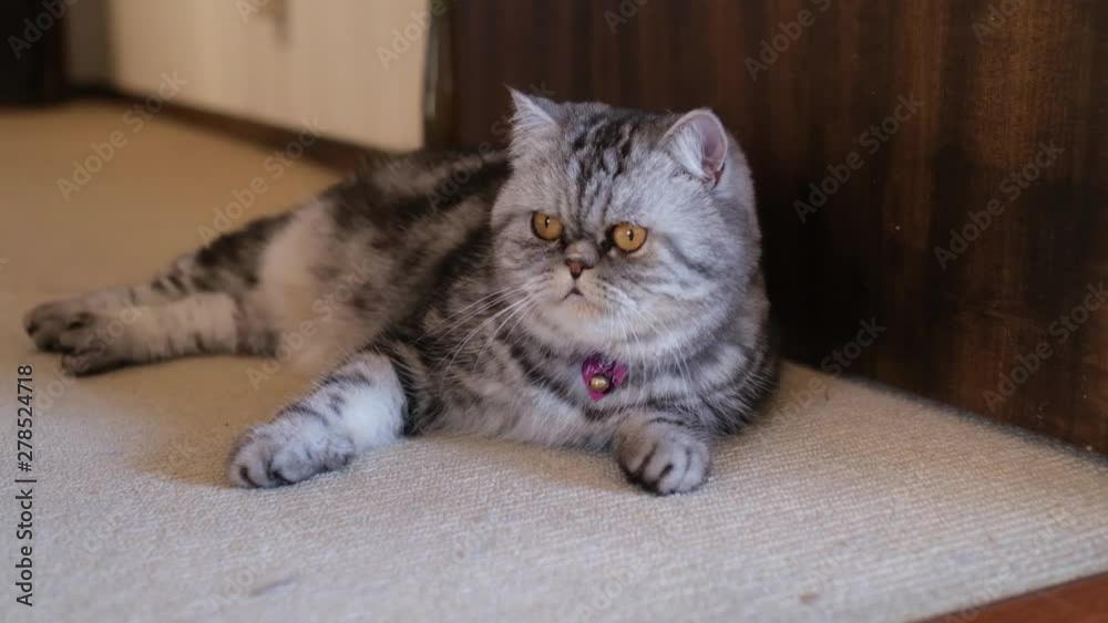 Pearly persian cat laying down and moving the head, Slow motion