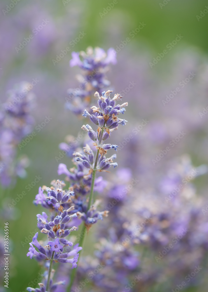 Selective focus on lavender flower. Plant background. Close up. Selective focus on lavender flower. Plant background. Close up.