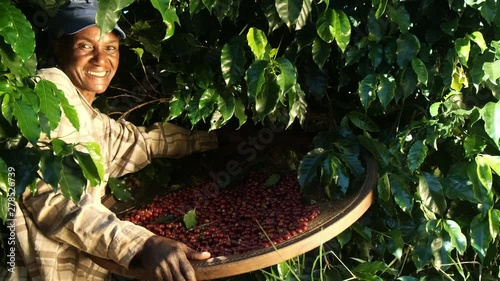 Smiling woman from Brazil picking red coffee seed on coffee plantation. photo