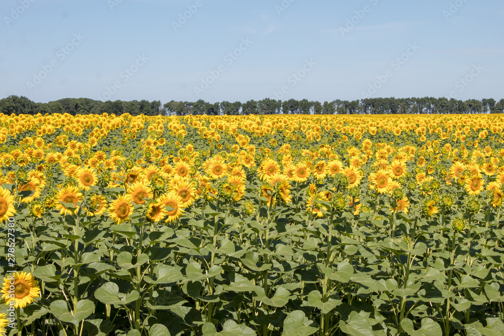 Yellow sunflowers on field farmland with blue cloudy sky on summer sunny day. Field of blooming sunflowers on sky background.