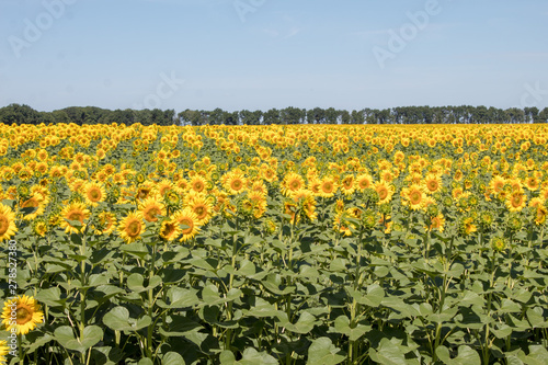 Yellow sunflowers on field farmland with blue cloudy sky on summer sunny day. Field of blooming sunflowers on sky background.