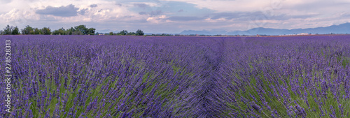 French landscape - Valensole. view over the fields of lavender in the Provence (France).