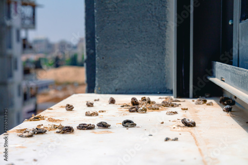 Pigeon droppings on the windowsill