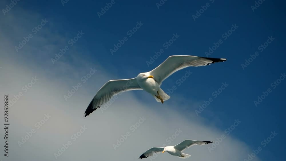 Seagulls flying against the blue sky. Flock of birds floating on air currents of wind. Big seagull soaring over the Mediterranean sea. Greece. Slow motion. HD Seagulls flying against the blue sky. Flock of birds floating on air currents of wind. Big seagull soaring over the Mediterranean sea. Greece. Slow motion. HD
