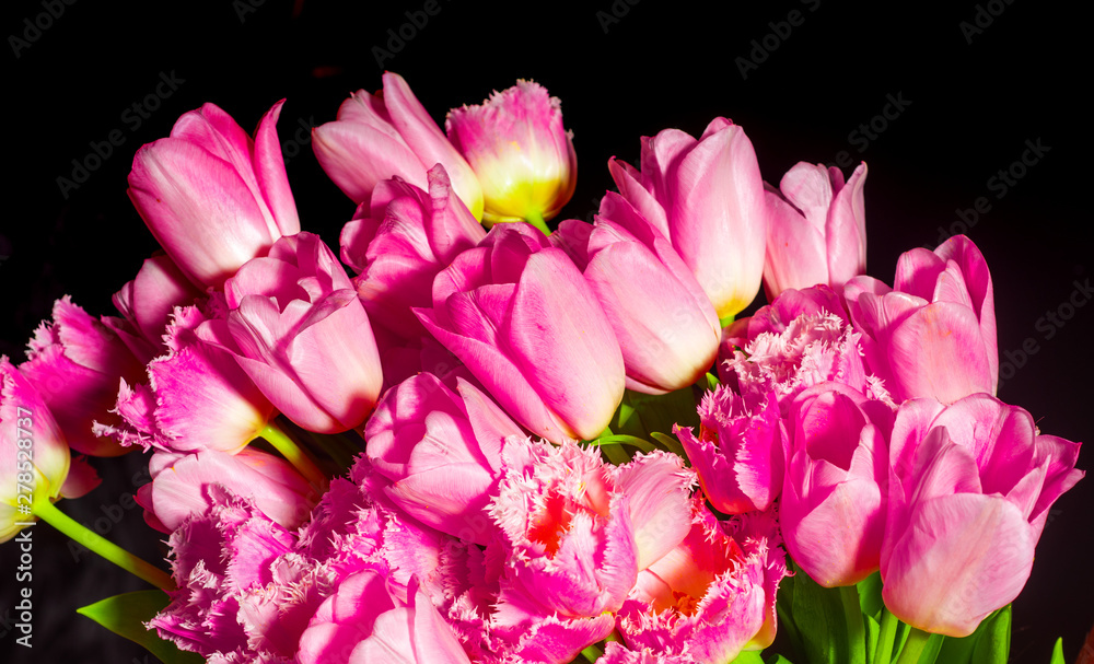 Red tulip flower. Easter or Valentine's day greeting card. Isolated on black background. Beautiful romantic flowers. Red tulip flower. Easter or Valentine's day greeting card. Isolated on black background. Beautiful romantic flowers.