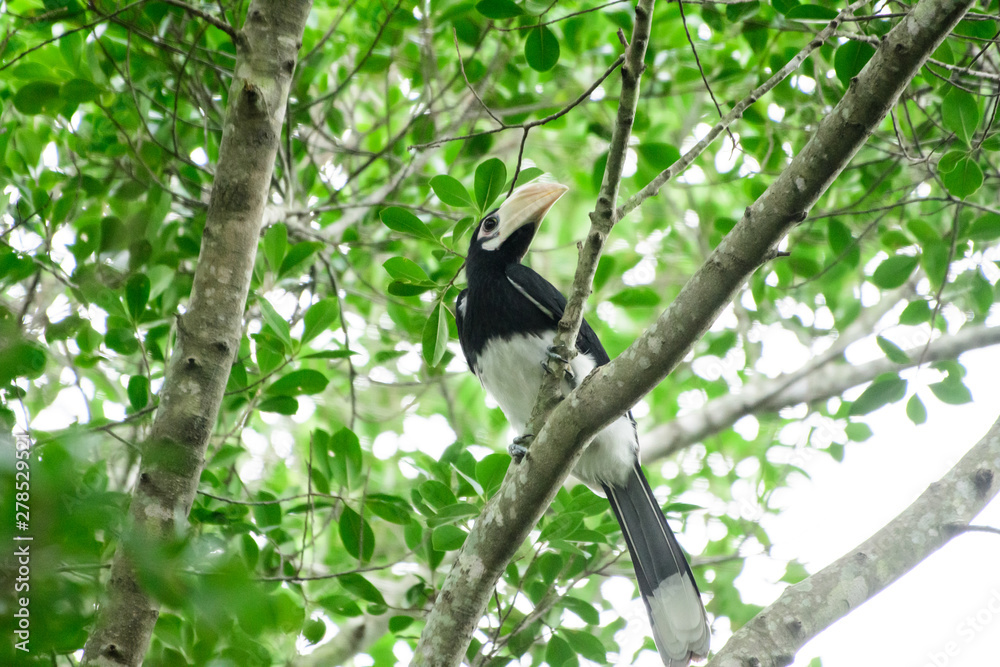 In a complete forest Some days we will find a living black hornbill, living in the forest. In a complete forest Some days we will find a living black hornbill, living in the forest.