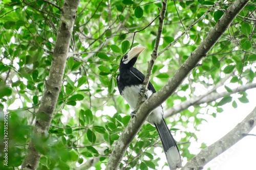 In a complete forest Some days we will find a living black hornbill, living in the forest.