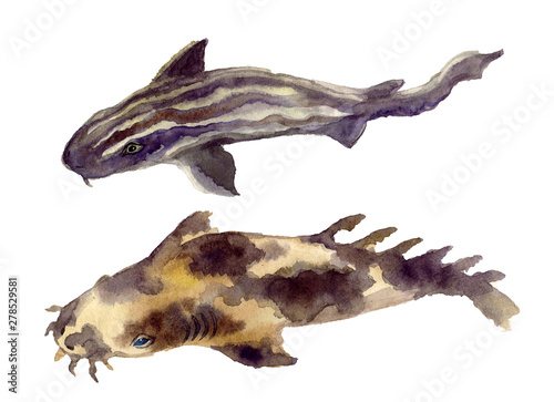 Watercolor shark on the white background