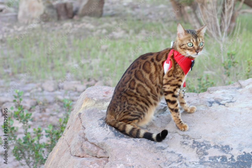 Obraz premium Stunning exotic leopard cat with gorgeous fur