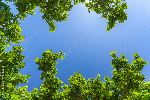 Blue sky and green leaves branches of tree.