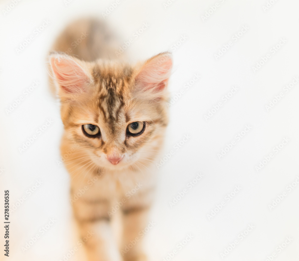 Portrait of young red serious cat at light background. Purebred Siberian kitten. Portrait of young red serious cat at light background. Purebred Siberian kitten.