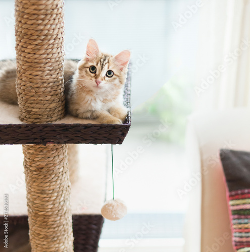 Young fluffy funny red kitten lying on cats tree at window background. Purebred Siberian cat. Cat looking at camera