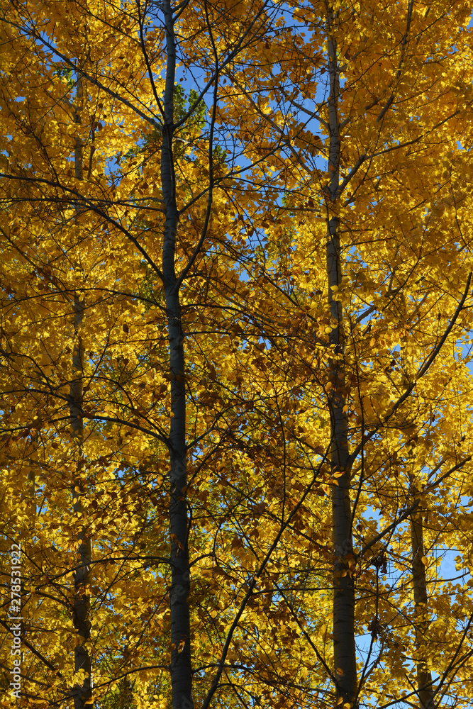 Golden foliage of poplar trees. Nature in autumn.