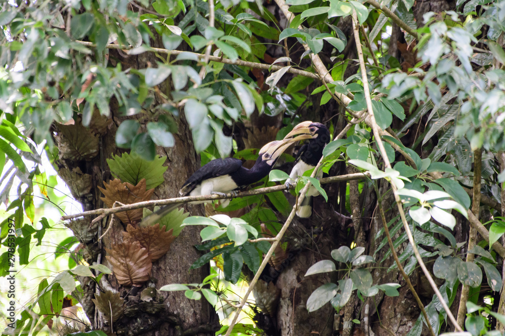 In a complete forest Some days we will find a living black hornbill, living in the forest. In a complete forest Some days we will find a living black hornbill, living in the forest.