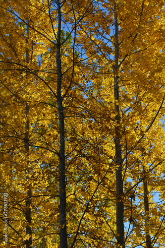 Golden foliage of poplar trees. Nature in autumn.