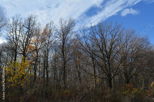Forest in november. Autumn day. Trees on the background of blue sky with white clouds.