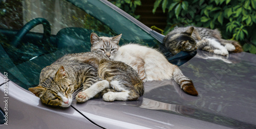 Cats bask on the warm hood of the car. Full iddiliya and pacification. photo