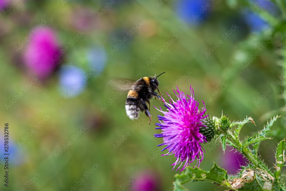Bumblebee on flower Bumblebee on flower