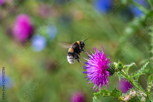 Bumblebee on flower © Sven