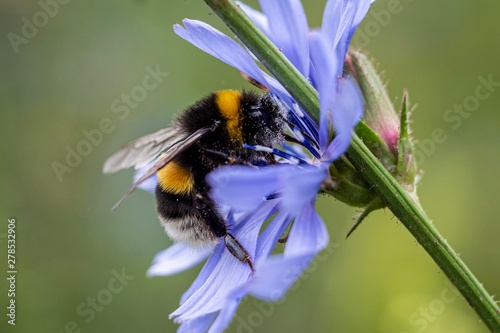 Billede på lærred Bumblebee on flower