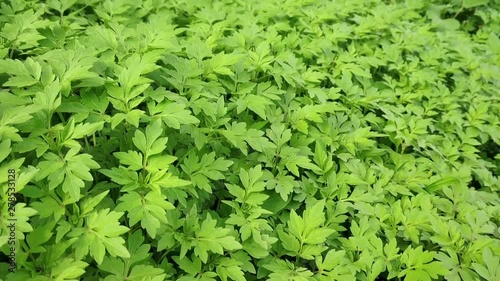 Video of background of green leaves